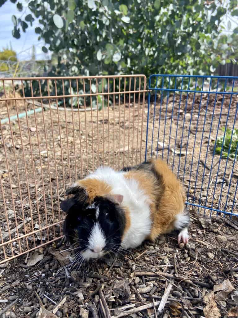 A close-up guinea pig with tri-colored fur leans on a peach and blue fence on dry ground with dry leaves