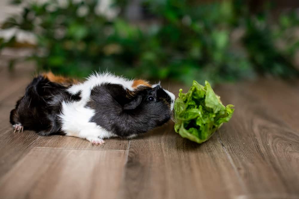 A tri-colored guinea pig was sniffing a vegetable placed on a brown wooden floor
