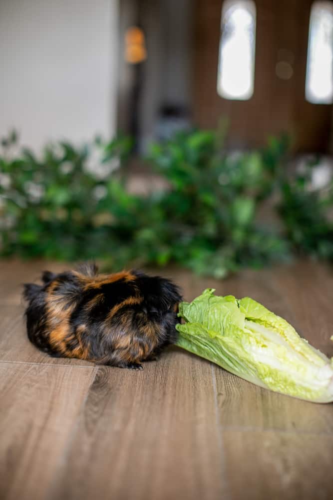 A guinea pig with black and brown fur sniffs a vegetable placed on the brown floor