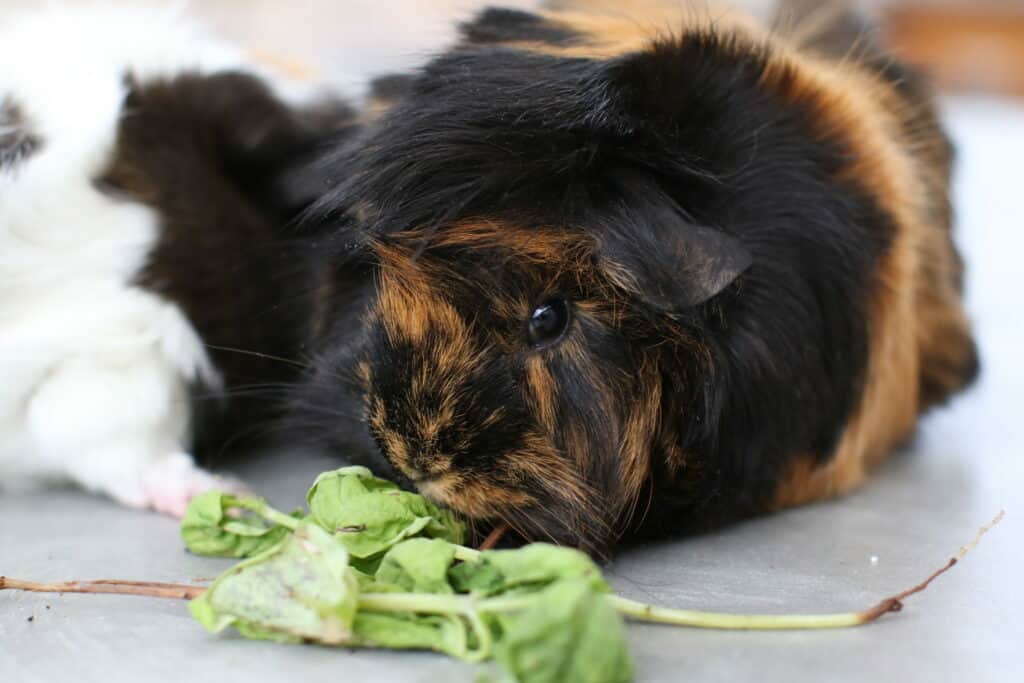 A medium guinea pig with brown and black fur smells vegetables on a white floor