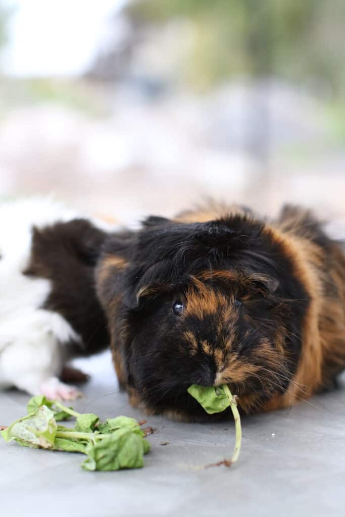 A guinea pig with brown and black fur eats a leaf on a cemented floor