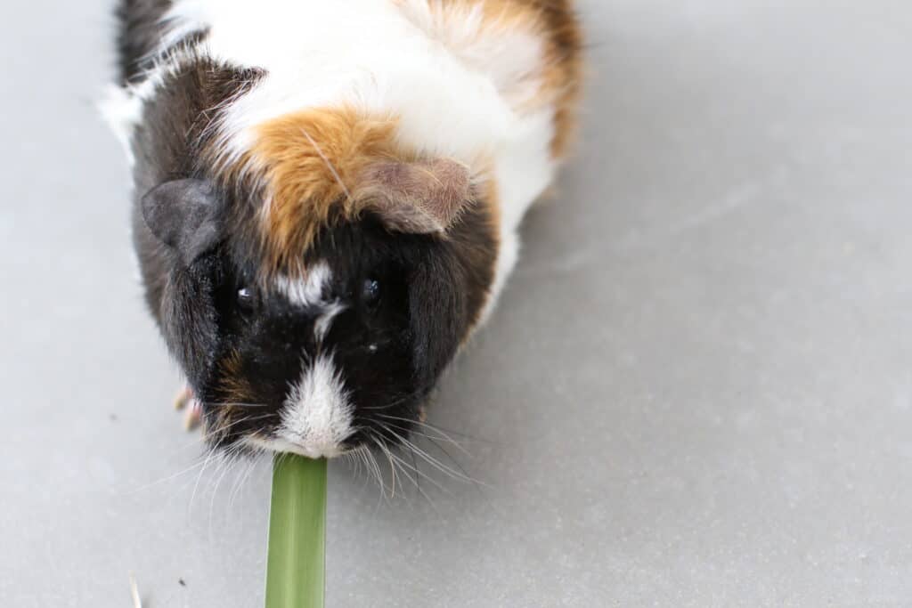 A top view of a guinea pig with short tri-colored fur eating a leaf on a white floor