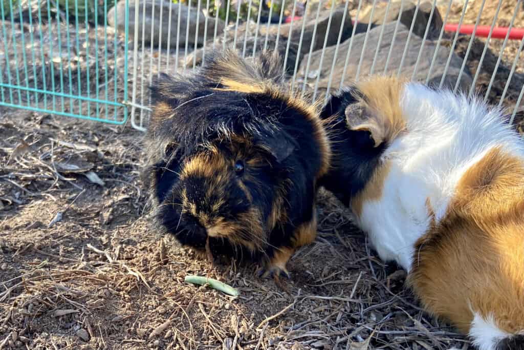 Two guinea pigs with healthy short fur play while on dry ground