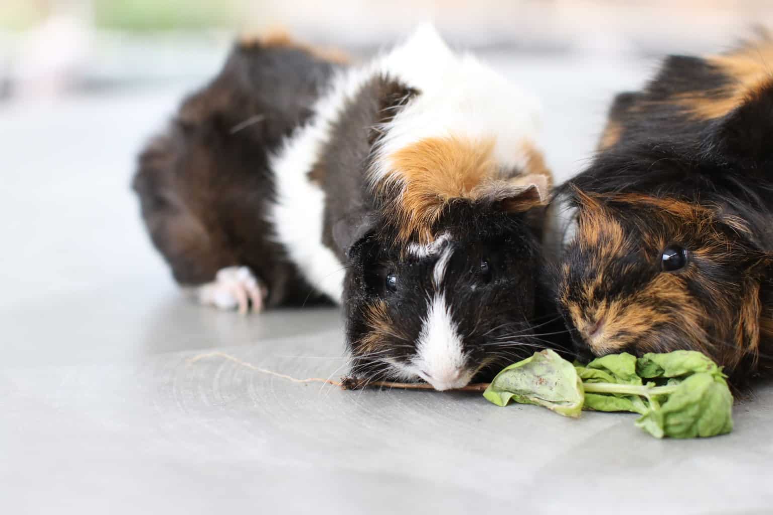 Can Guinea Pigs Eat Parsley? Guinea Pig HQ