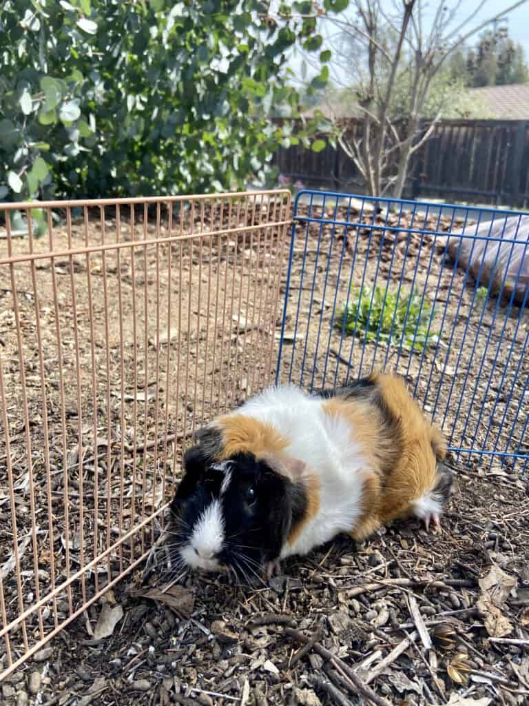 A guinea pig with short tri-colored fur with eyes wide open stays in the cage with a colorful fence