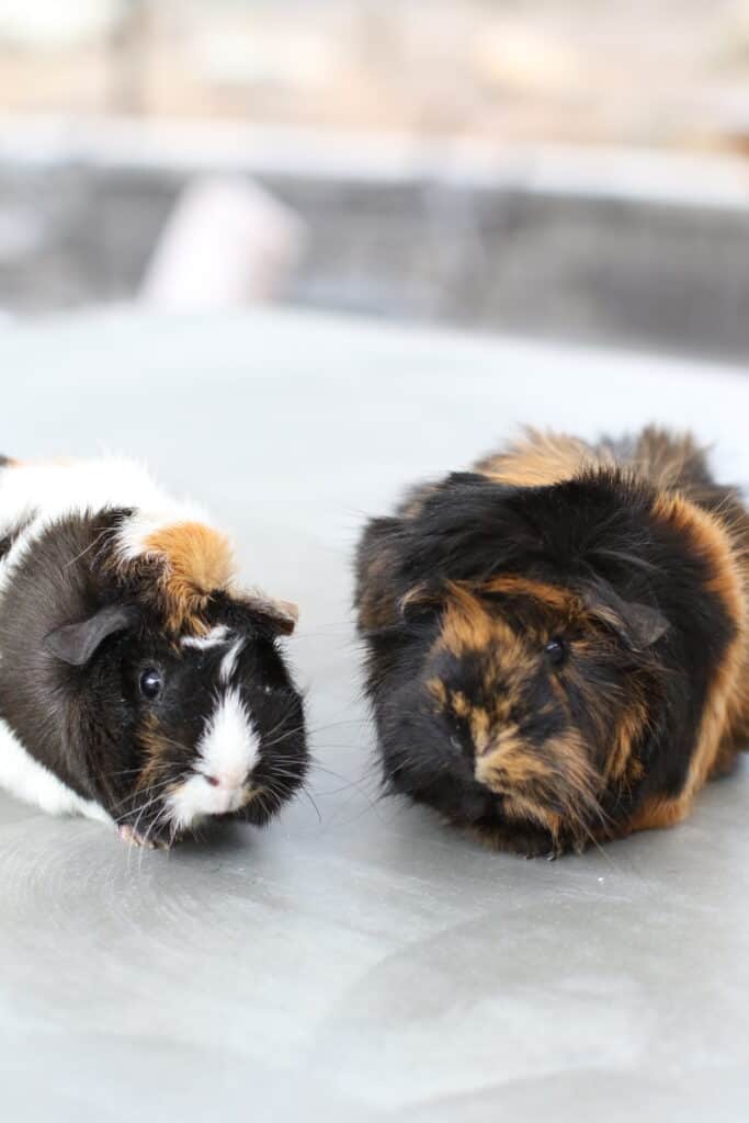Two guinea pigs with soft short fur stay beside each other on the top of the table