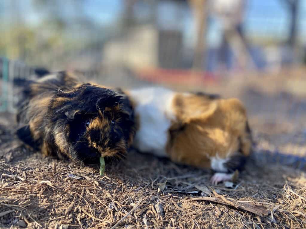 One guinea pig with black and brown fur while the other has tri-colored fur stays in the dry ground