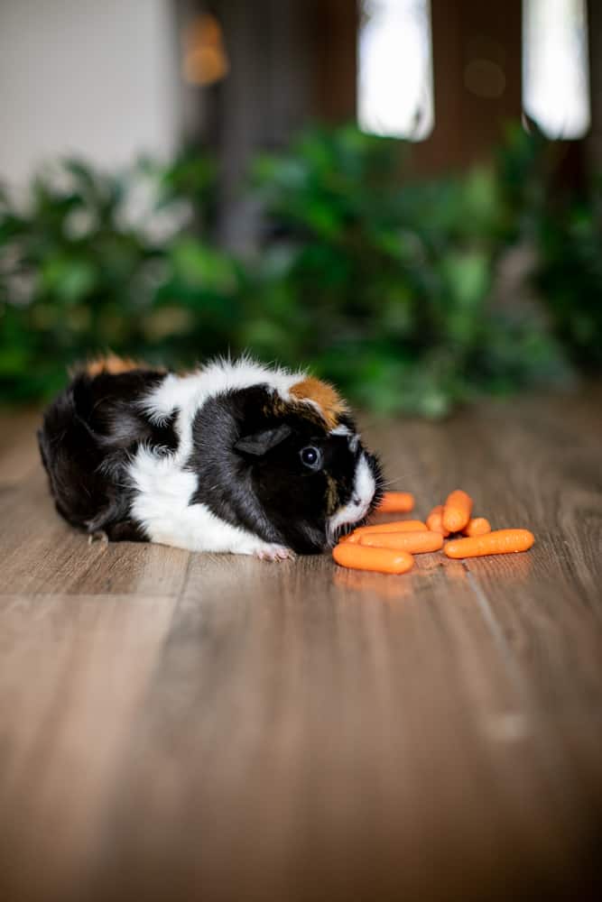 A guinea pig with tri-colored fur smells the carrots placed on a brown wooden floor