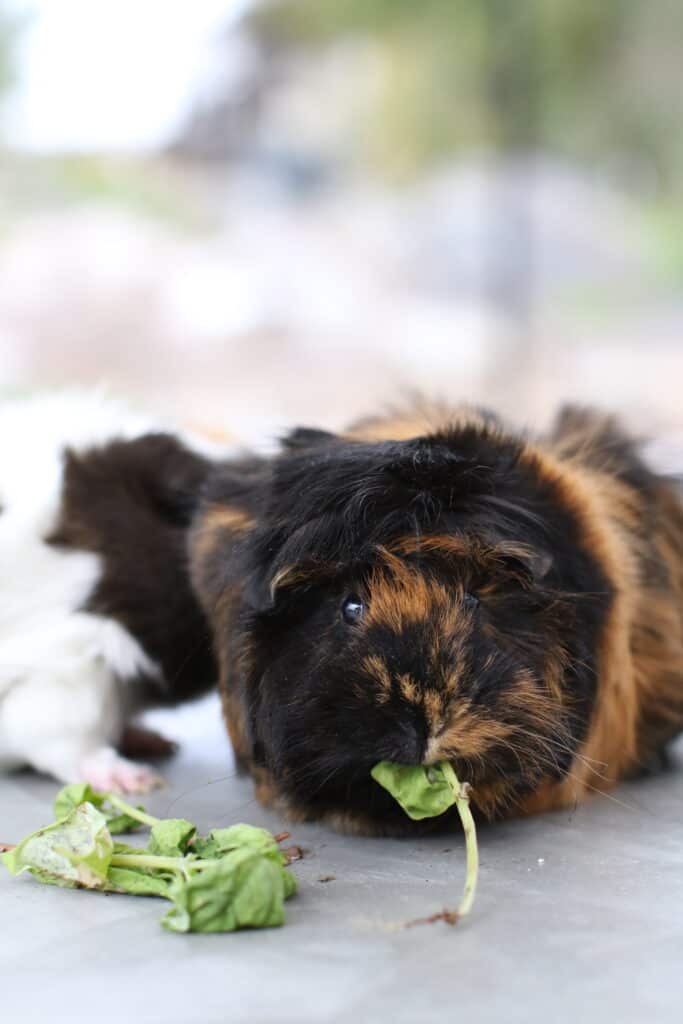 A medium guinea pig with black and brown fur eats a leaf on a cemented floor