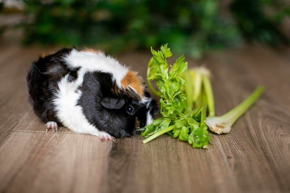A tri-colored guinea pig sniffs celery placed on a brown wooden floor