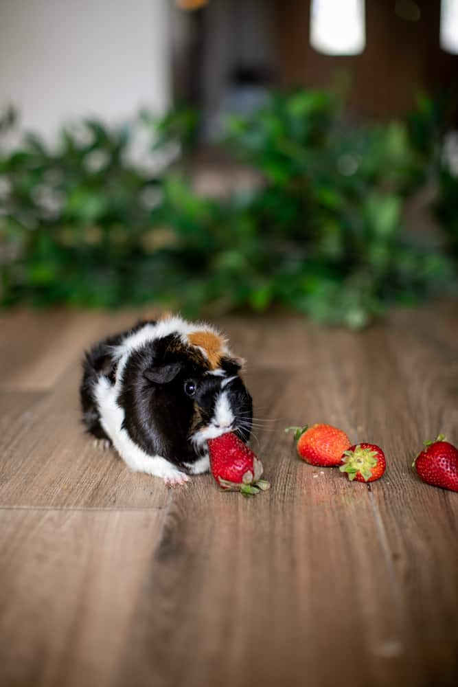 A guinea pig with short fur eats strawberries on a brown wooden floor