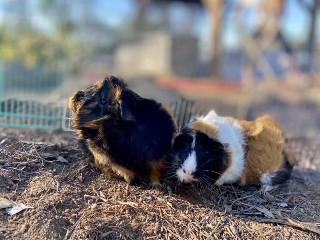 Two medium guinea pigs with short healthy furs stay beside each other on the dry ground