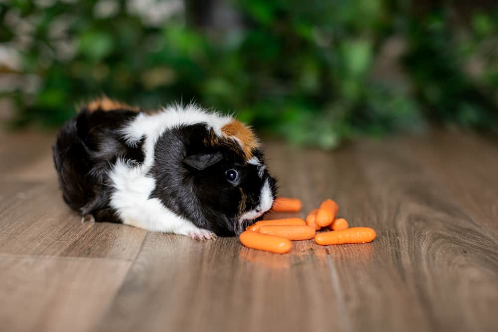 A guinea pig with eyes wide open eats a baby carrot on a brown floor