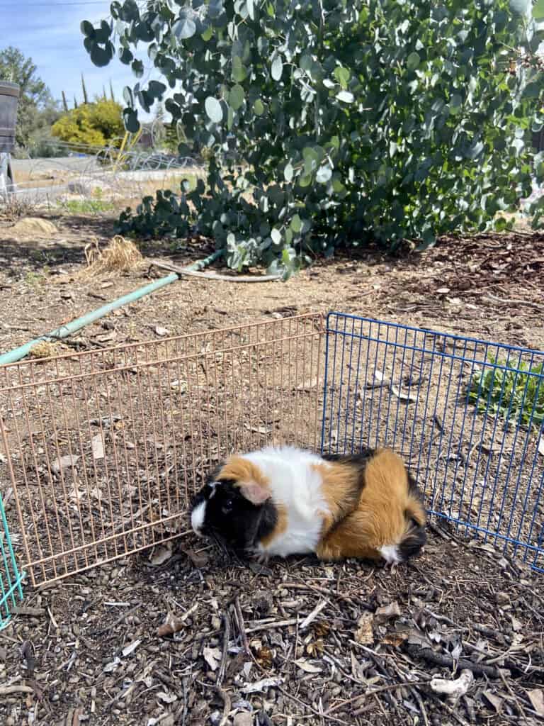 A medium guinea pig with tri-colored fur leans on a fence placed on the ground