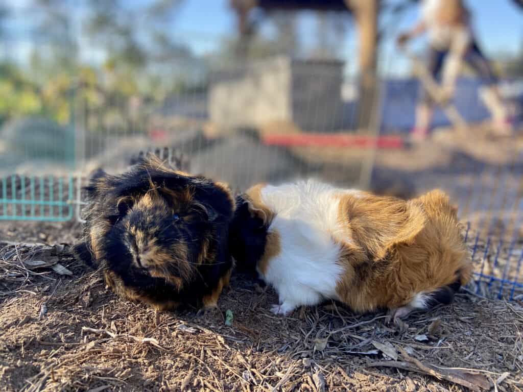 Two guinea pigs stay with each other while in the cage with a tri-colored fence