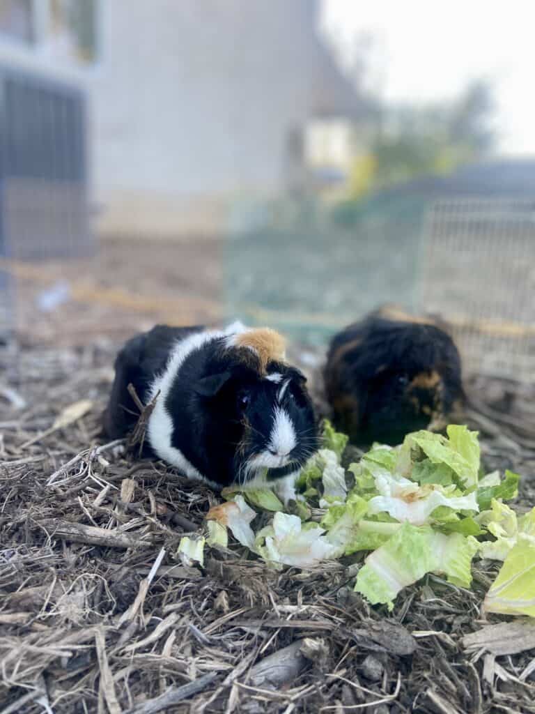 Two guinea pigs eating a cabbage placed on a dry ground