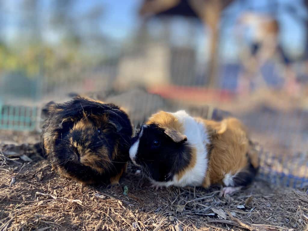 Two guinea pigs with eyes wide open stay together on dry ground with hay