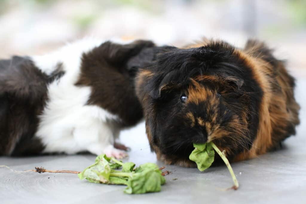 A guinea pig with short brown and black fur eats a leaf on a cemented floor