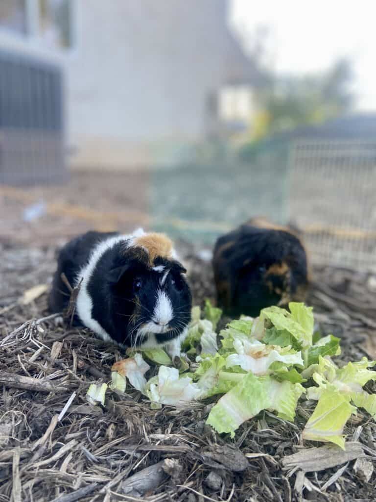 Two guinea pigs eat vegetables placed on dry ground with hay