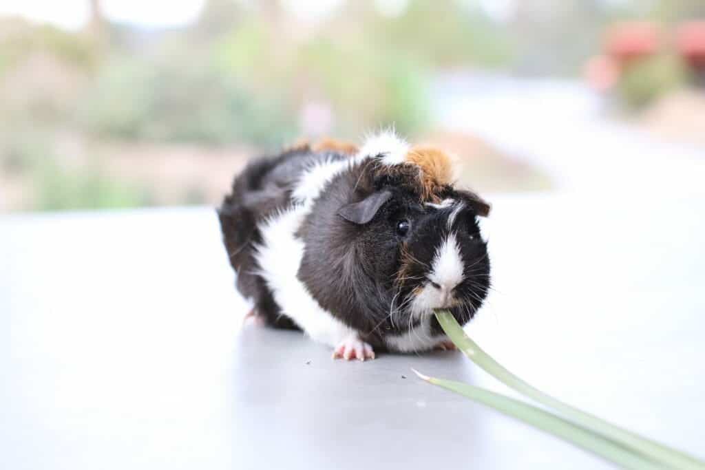 A guinea pig with short tri-colored fur eats scallions on the floor