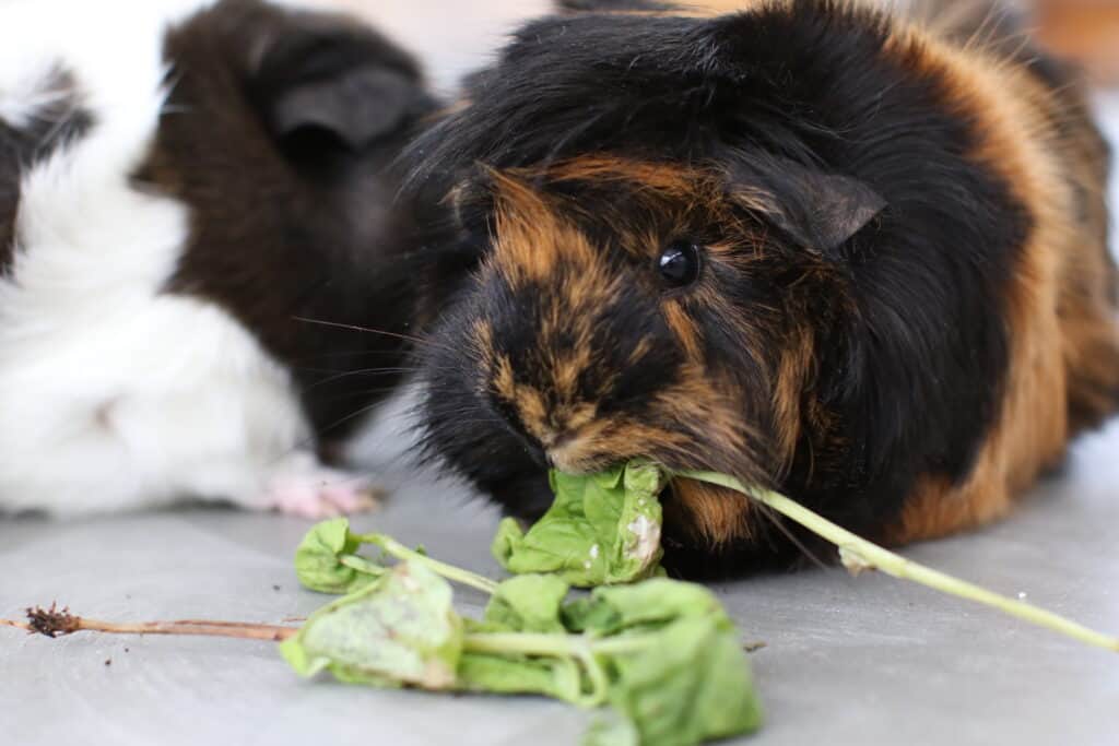 A close-up guinea pig with black and brown fur eats leaves on a white floor
