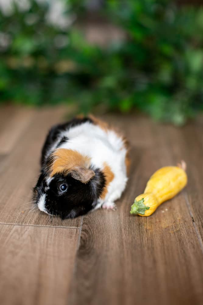 A tri-colored guinea pig looks away from a squash placed on a brown wooden floor