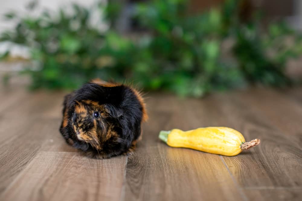 A black and brown fur guinea pig looks away from a squash on a wooden floor