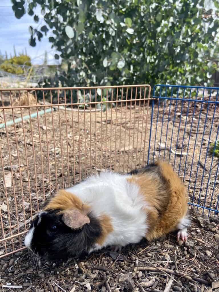 A medium guinea pig with multi-colored fur stays on the ground with hay