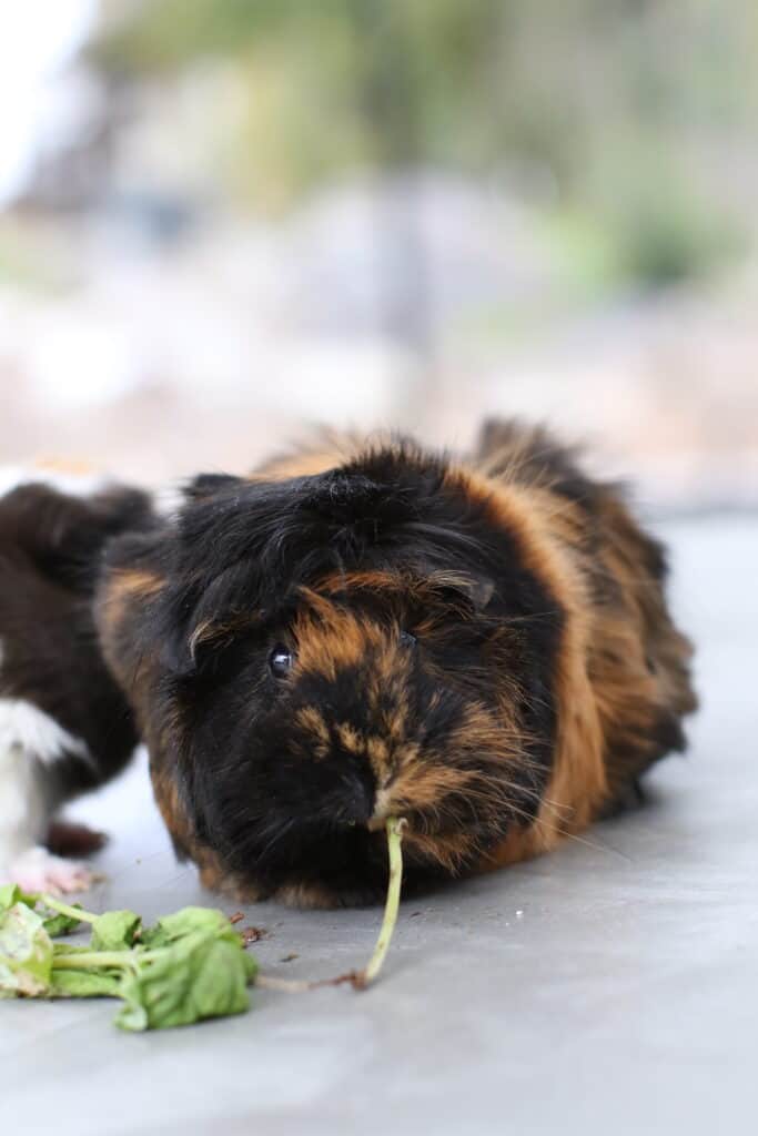 A guinea pig with brown and black fur chews a stem on a cemented floor