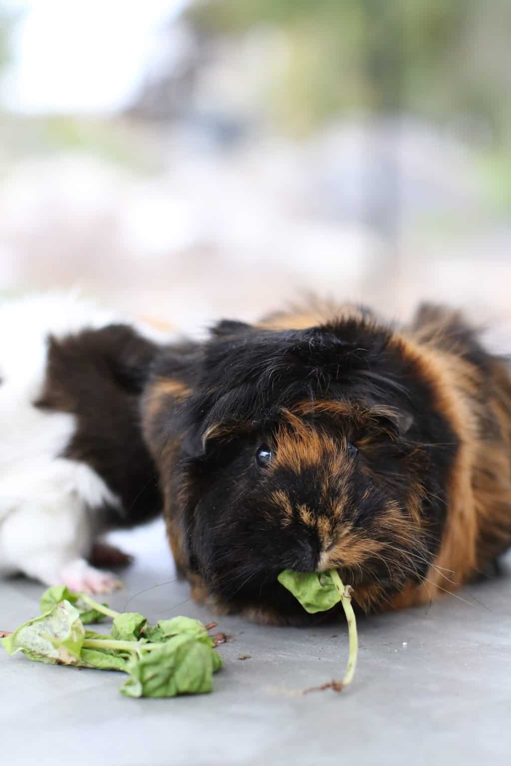 Can Guinea Pigs Eat Tree Leaves?