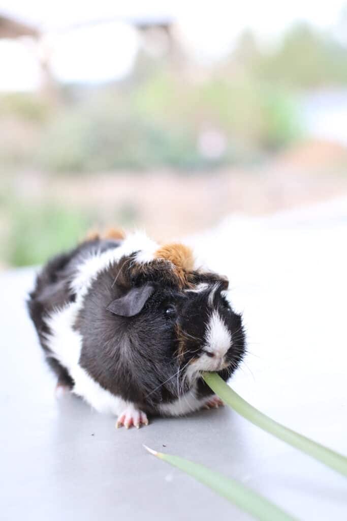 A tri-colored guinea pig eating leaves on a cemented surface in the house