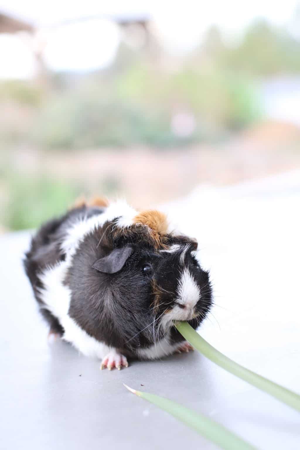 Can Guinea Pigs Eat Watercress? Guinea Pig HQ