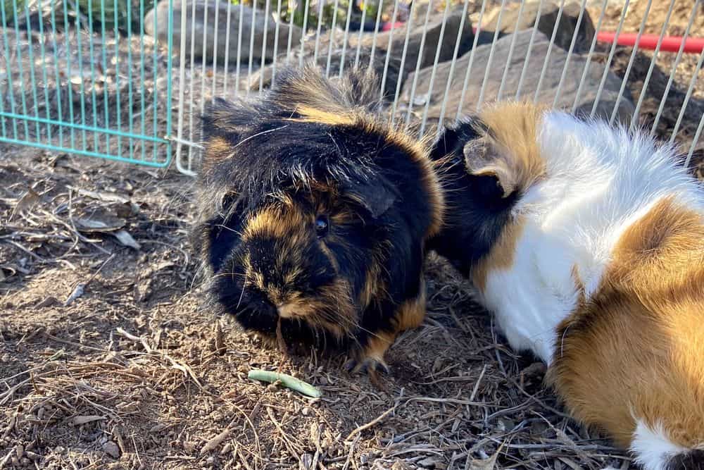 Two guinea pigs in a cage with a white and blue fence placed outside the house