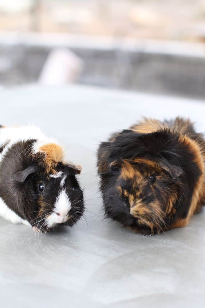 Two guinea pigs beside each other with eyes wide open on a gray surface