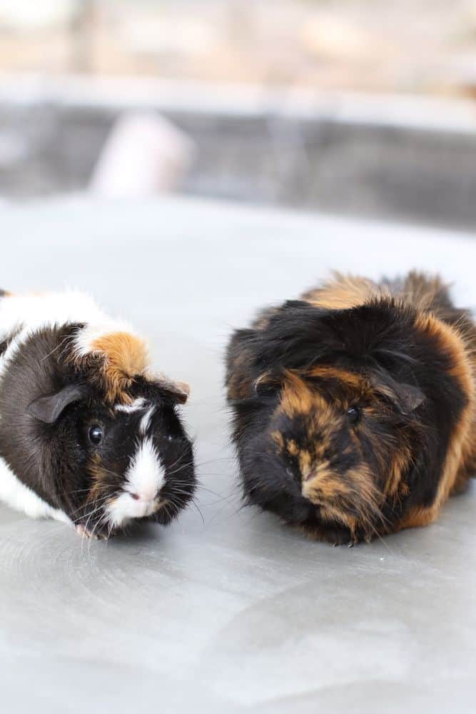 Do Guinea Pigs Have Eyelids? Guinea Pig HQ