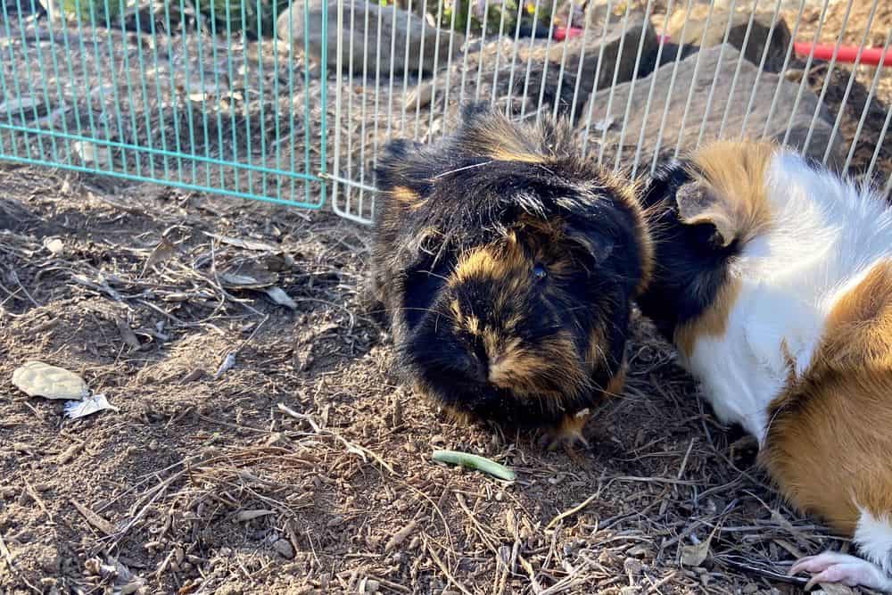 Two guinea pigs playing with each other inside their cage on dry ground and a two-colored fence