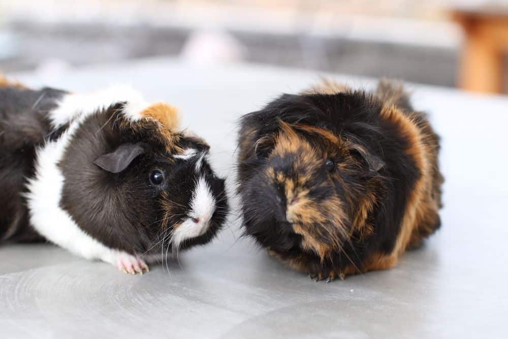 Two guinea pigs with healthy fur and eyes wide open staying beside each other while on a gray floor