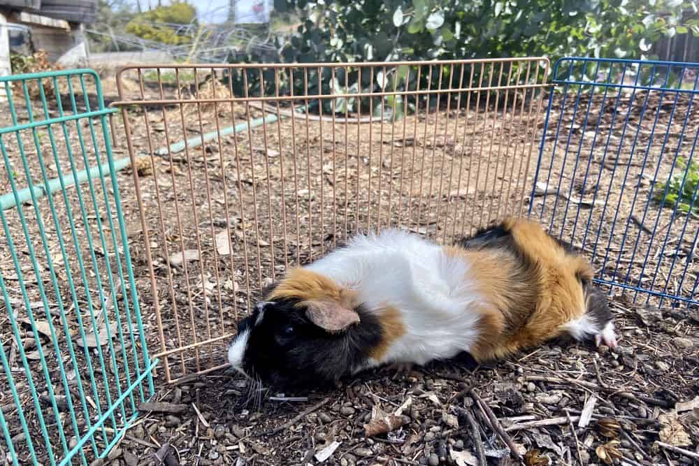 A tri-colored guinea pig stays in a cage with dry ground and a tri-colored fence