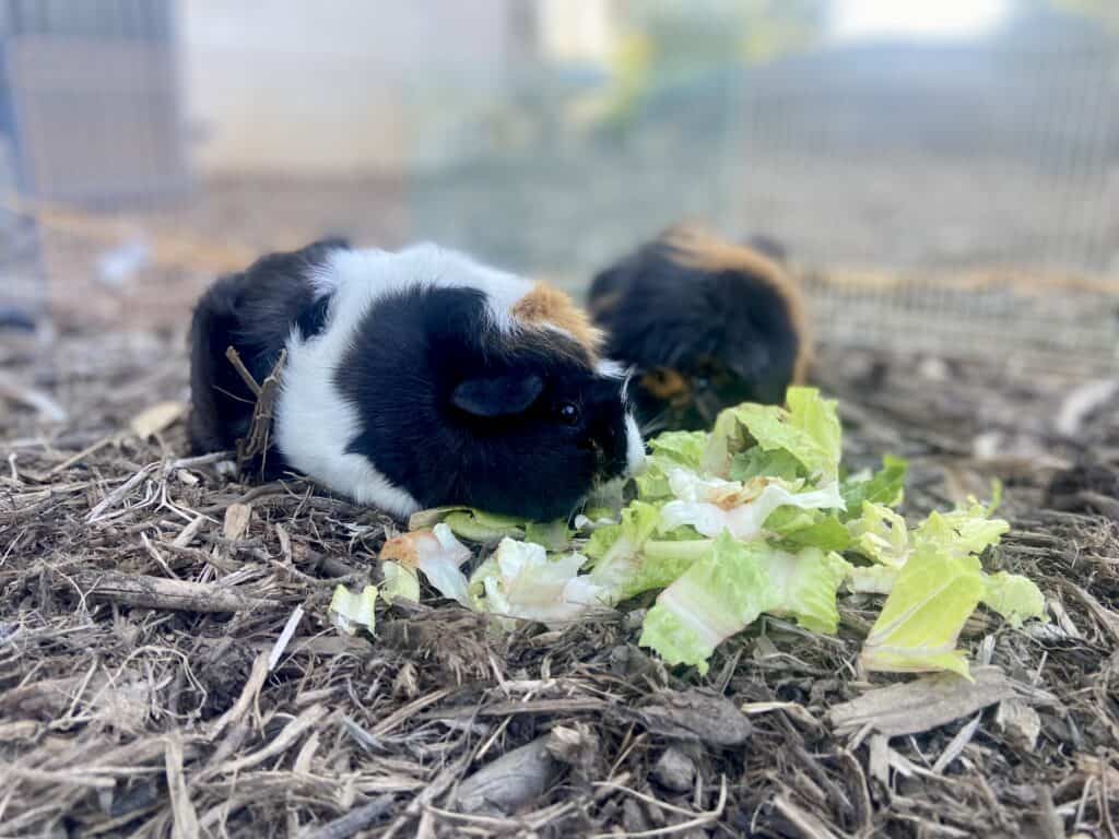 Two guinea pigs eat a bok choy while in the cage in the backyard