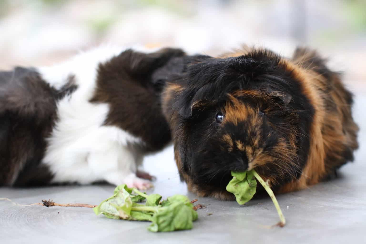 Can Guinea Pigs Kill Each Other?