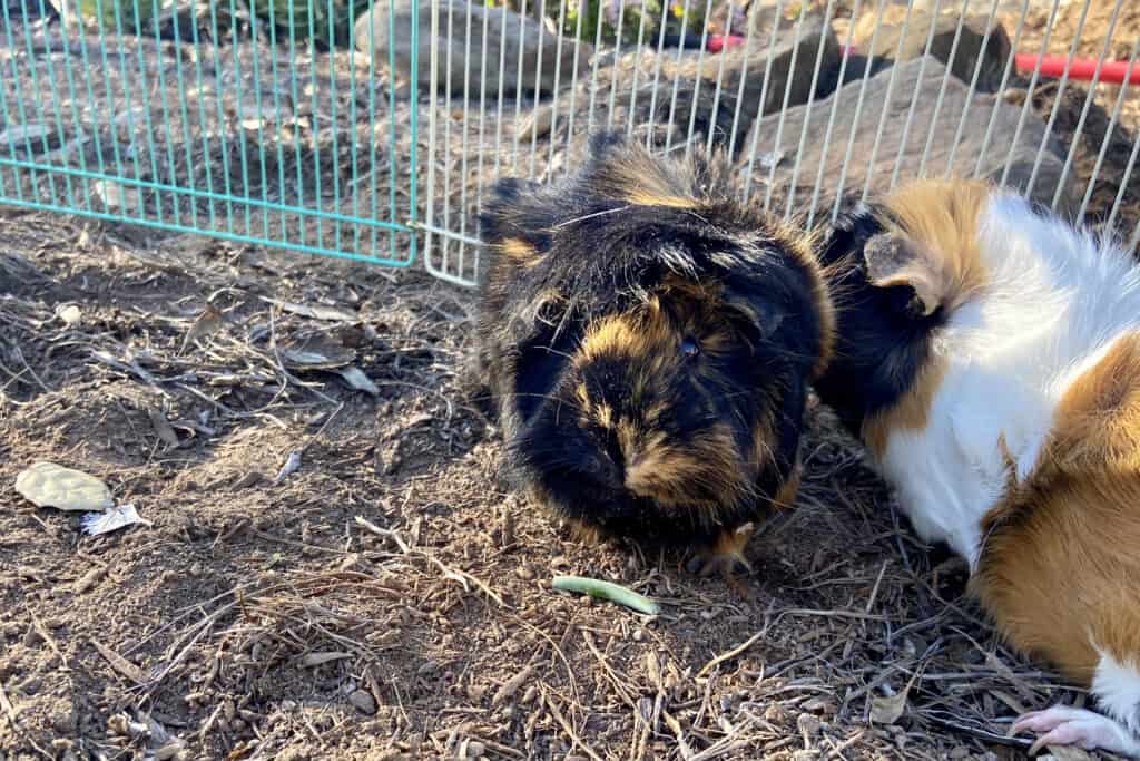 Two guinea pigs playing in the cage with a white and green fence