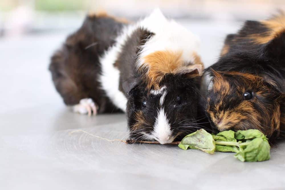 Two guinea pigs eating a vegetable placed on a gray surface