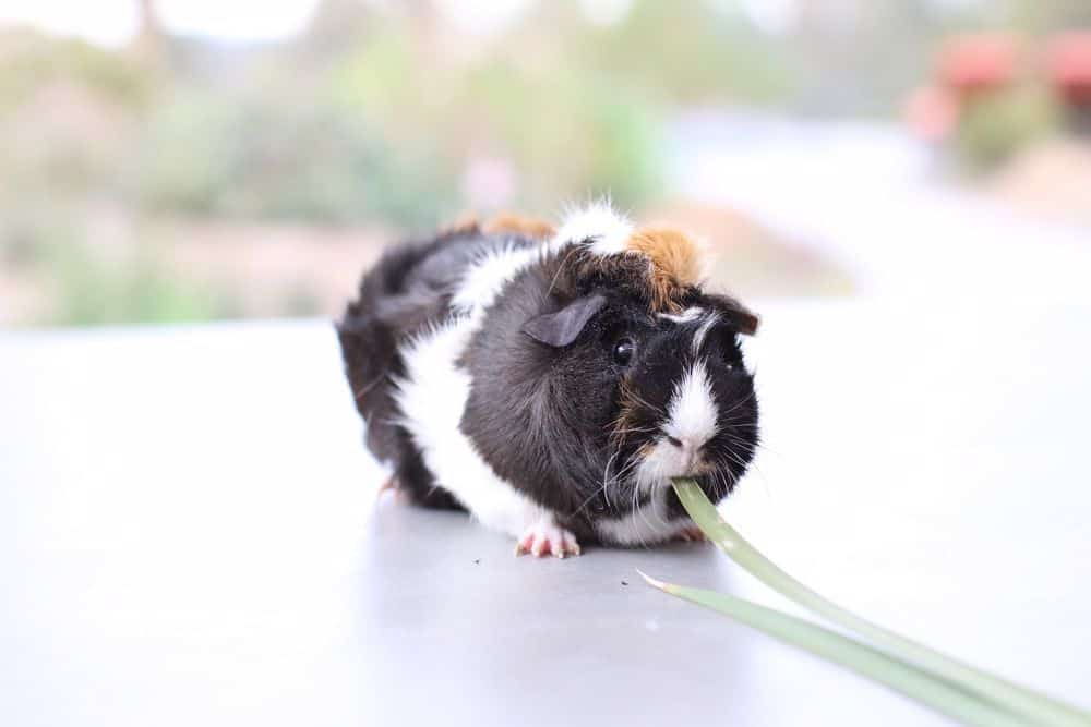 A tri-colored guinea pig eating an onion leaves on a clean floor