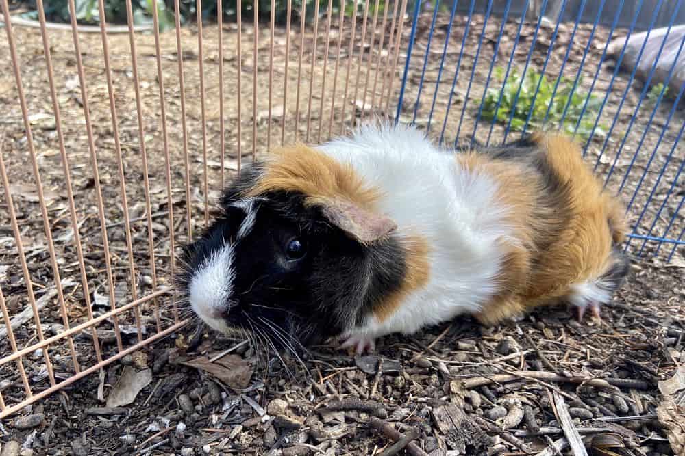 Guinea pig with eyes wide open and tri-colored fur stays on the ground with dry leaves and a two-colored fence