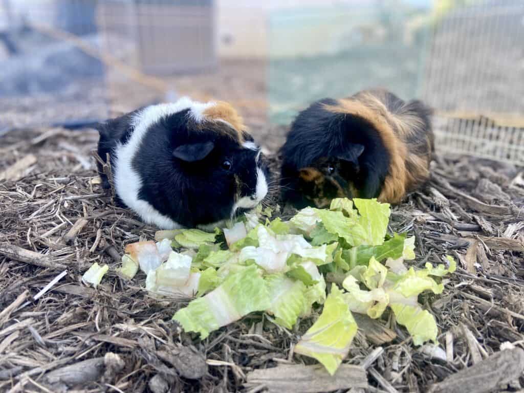 Two guinea pigs eat bok choy while on dry ground