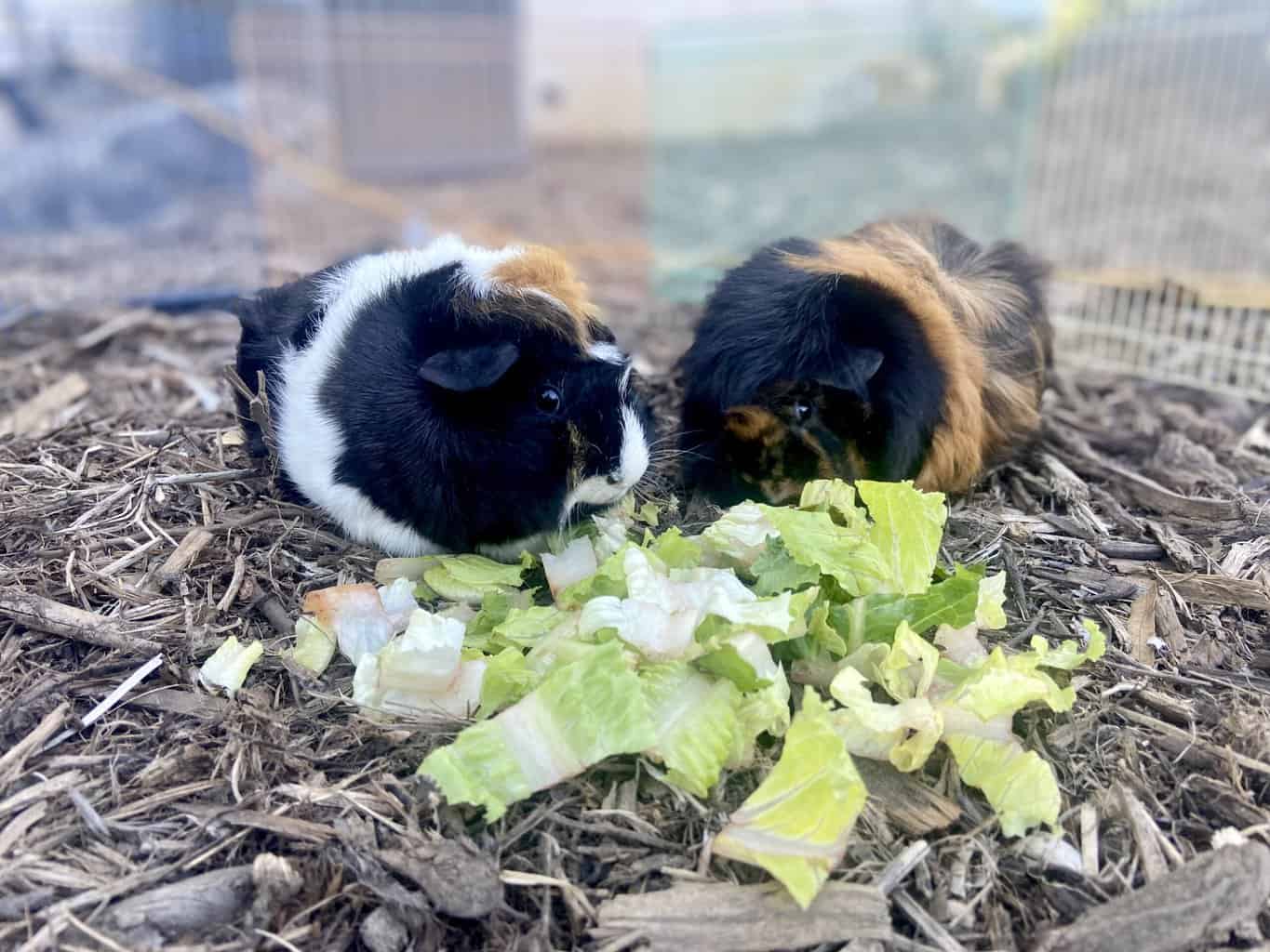 Two guinea pigs eat bok choy while on dry ground