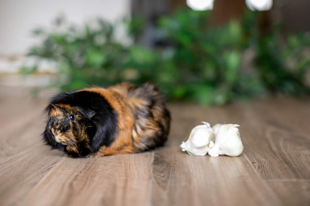A guinea pig with black and brown fur sits beside a clove of garlic on a wooden floor