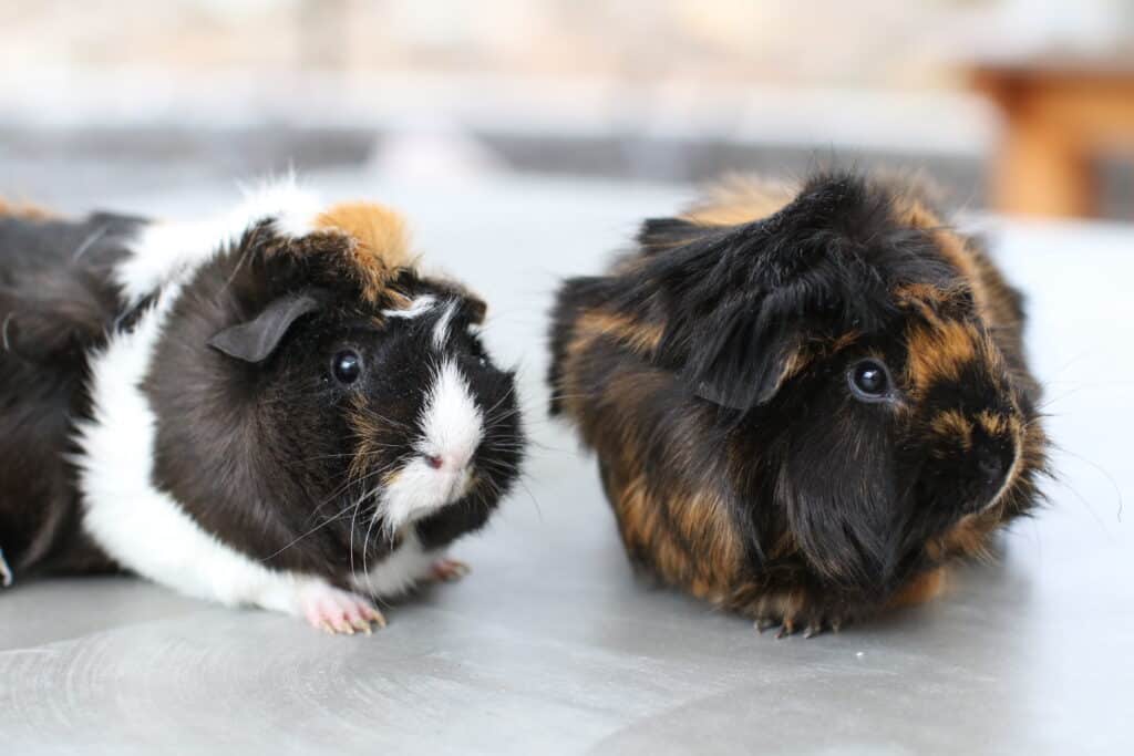One guinea pig with tri-colored fur, while the other has brown and black fur, sits beside each other
