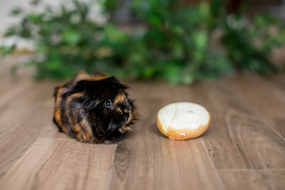 A guinea pig beside a white onion placed a brown floor