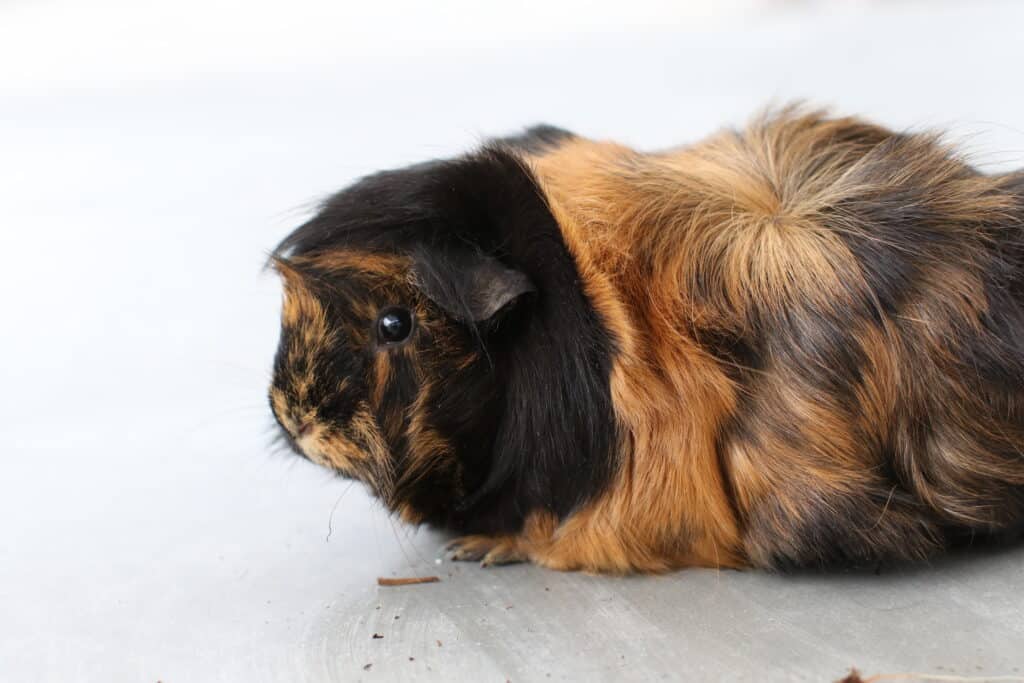 A guinea pig with short brown and black fur stays on the floor